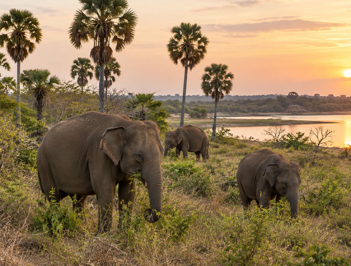 Sri Lankan elephants grazing beside a lagoon in Yala at dusk