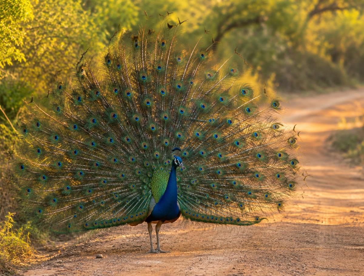 Peacock displaying its feathers on a Yala safari track